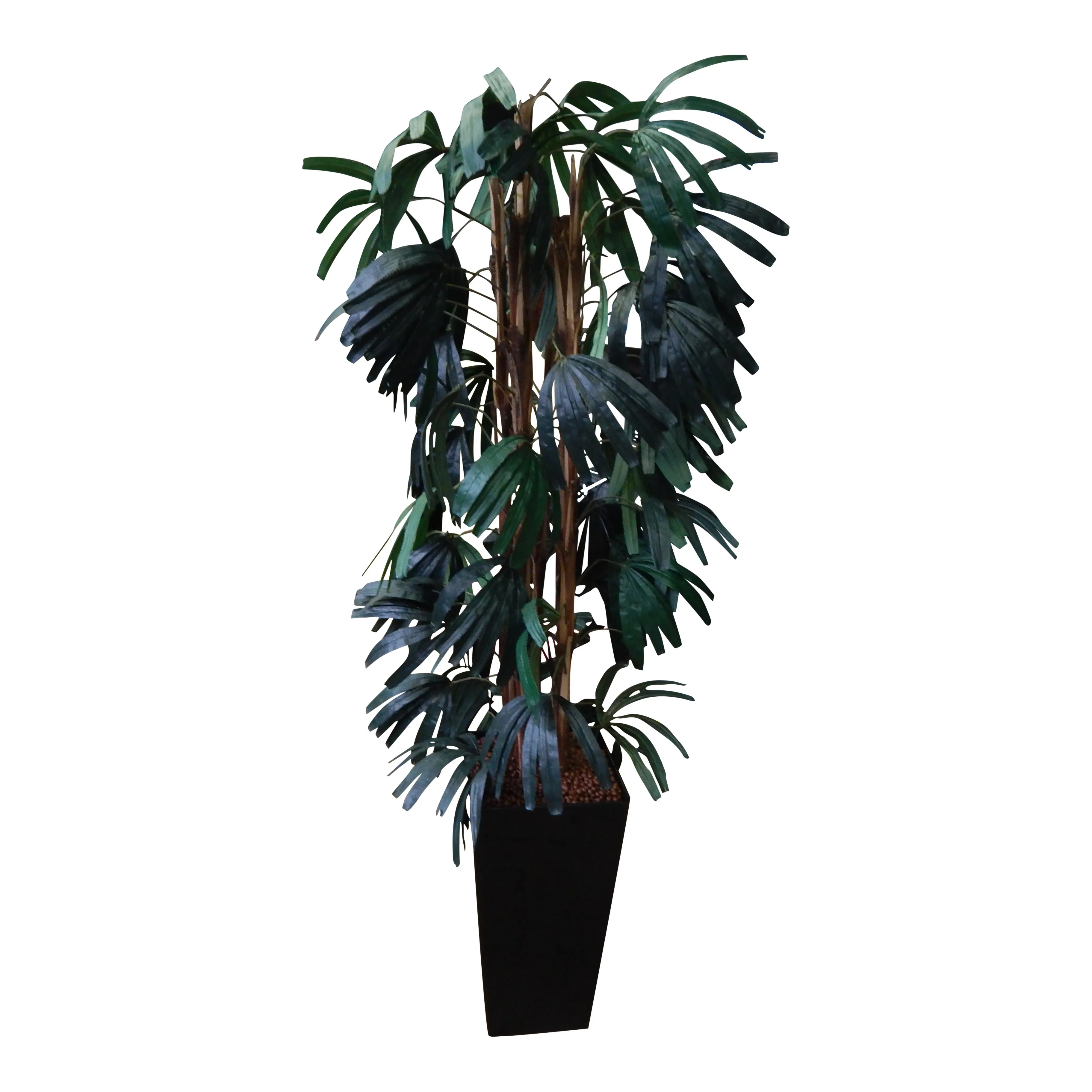 Palm Raphis 210cm