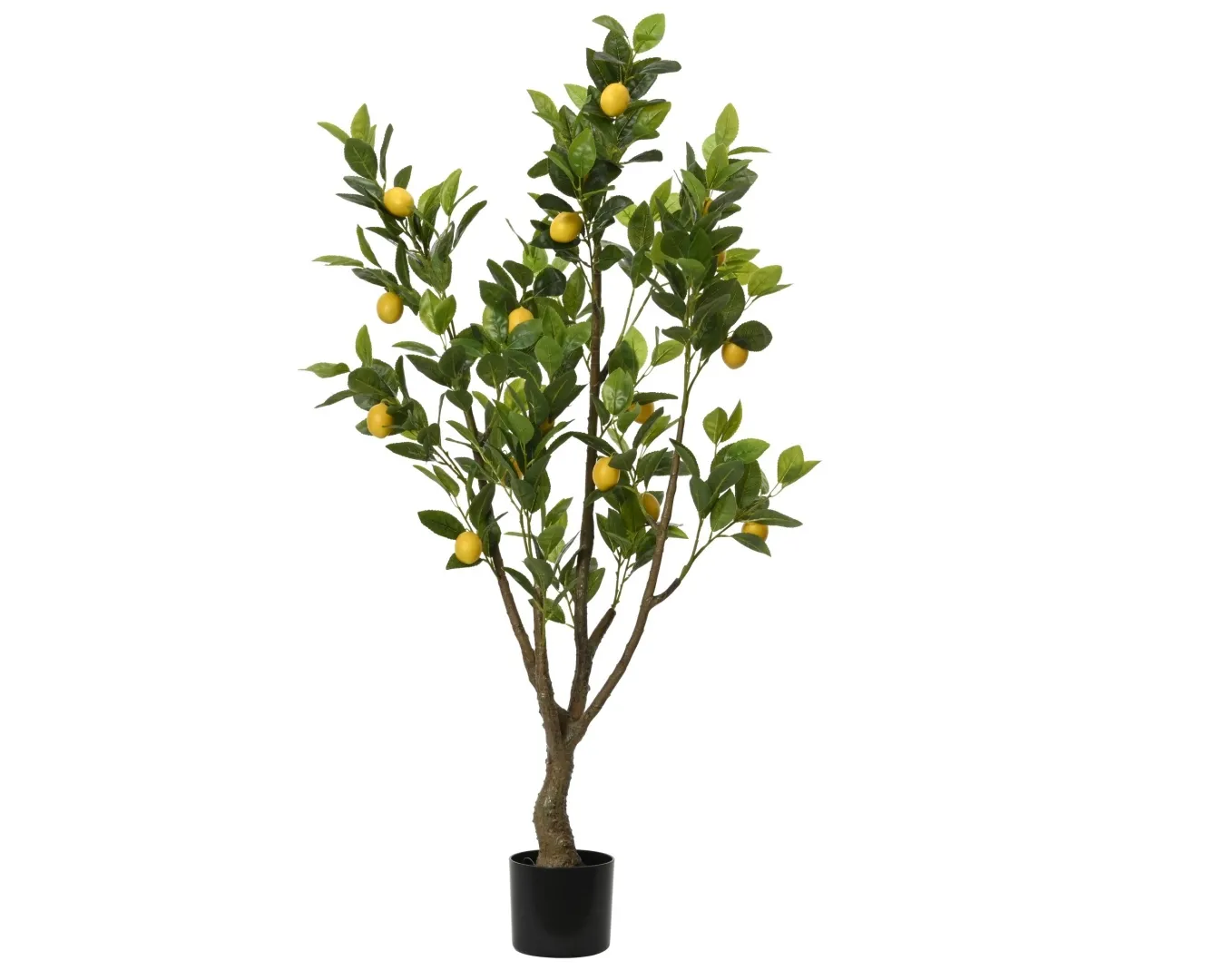 Lemon tree in pot
